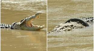 В Индонезии крокодил три года живет с шиной на шее (8 фото + 1 видео)