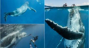 Невероятные фотосессия кита с человеком (6 фото)