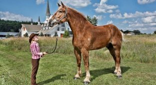 Большой Джейк - самый высокий конь в мире (7 фото)