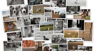 Старые собаки Америки (32 фото)