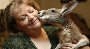 Власти хотят разлучить больного кенгуру с хозяйкой (8 фото)