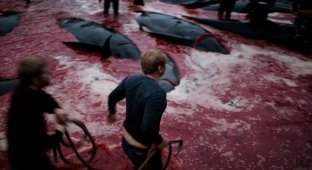Житель Фарерских островов пытается оправдать жестокость убийства китов (14 фото)