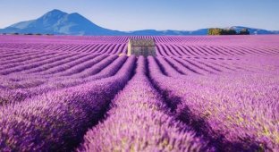 Красота лавандовых полей Франции (8 фото)