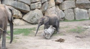 Слоненок учится преодолевать препятствия (3 фото)