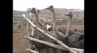 Как правильно кормить страусов