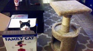 Коты лучше хозяев знают, как использовать их дорогие подарки (22 фото)