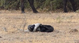 Африканский боевик: медоед вырвался из объятий питона и отомстил ему с помощью двух шакалов (10 фото + видео)