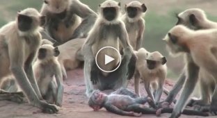 Группа обезьян оплакивает смерть робота-детеныша