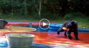 Медведи стали грозой бассейнов американского семейства