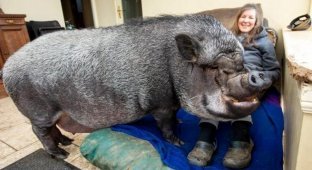 Огромная свинья проживает прямо в доме своих хозяев (9 фото)