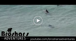 Акулы атакуют серферов на пляжах Австралии!