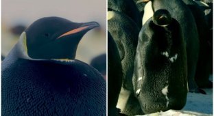 Редчайший черный пингвин впервые попал на видео (4 фото + 1 видео)