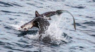 Морской лев отобедал акулой (5 фото)