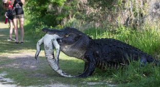 Обычное явление в мире крокодилов (5 фото)