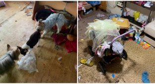 В Саратове маленькая девочка жила в псарне с 25 собаками (4 фото)