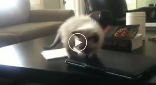 Прыжок котенка со стола