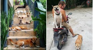 Пара из Литвы переехала в Таиланд, и приютила 15 бездомных собак (18 фото)