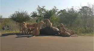 Львы растерзали буйвола прямо на автотрассе (4 фото + 1 видео)