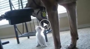 Отставной военный пес впервые в жизни видит котенка
