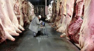 Как делают мясо, которое мы едим (44 фото) (жесть)