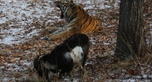 В Приморском сафари-парке у козла Тимура появилась своя «спальня» рядом с вольером тигра Амура (4 фото)