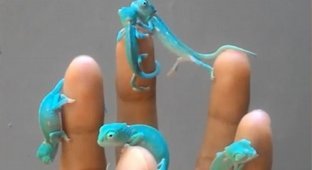 Карманные питомцы: крошечные хамелеоны знакомятся друг с другом на руке хозяина (4 фото)