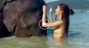 Слон и девушка