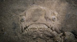 Чудище из морских глубин (6 фото)