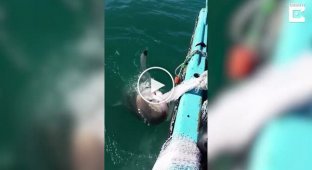 Рыбак сыграл с акулой в перетягивание сети