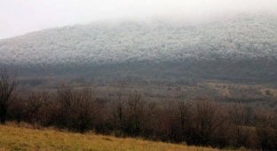 Редкий природный феномен в венгерском лесу (6 фото)