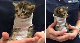 Котенок, спасенный от урагана «Мэтью», получил крошечный свитер из носка и обрел свой новый дом (5 фото)