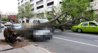Дерево упало на BMW (5 фото)