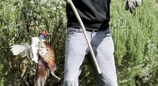 Дерзкий фазан (3 фотографии)
