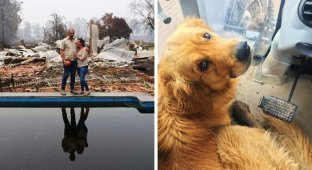 Счастливый пёс нашел любимую игрушку под руинами дома (10 фото)