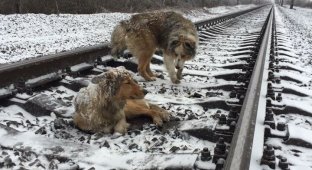 Две собаки на ж/д путях (2 фото)