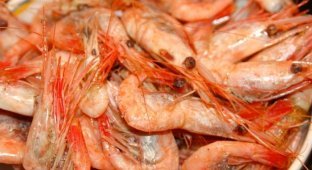 Руководство по морепродуктам: креветки. Как вас обманывают (8 фото)