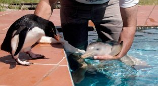 Спасение дельфиненка (7 фото)