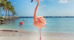 Розовый фламинго – мечта безработного (3 фото)