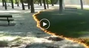 Испанцы подожгли тополиный пух в своем парке