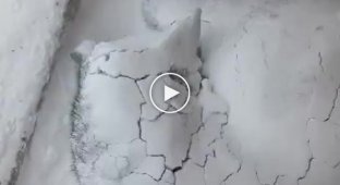 Собака сильно заснула, что не заметила как оказалась под слоем снега