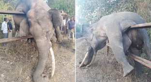 Слон задохнулся, запутавшись в фермерской изгороди (3 фото)