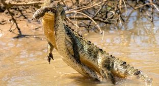 Схватка крокодила и смертельно опасной гадюки (4 фото)
