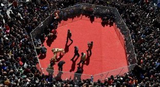 Кровавые собачьи бои на весеннем фестивале в Китае (8 фото)
