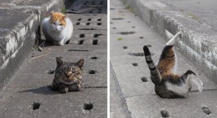 Как бездомные коты развлекаются в Японии (8 фото)