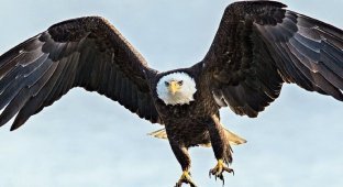 Американский лысый орел уничтожил правительственный беспилотник (3 фото)