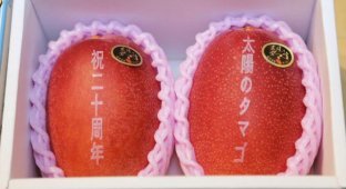 Сколько может стоить манго класса "Премиум" в Японии (3 фото)