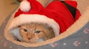 Рождественские коты (20 фото)