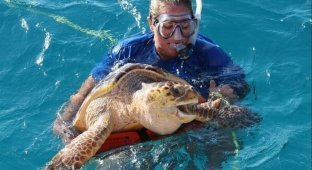 Рыба фугу против морской черепахи (5 фото)