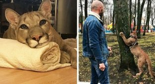 Пара забрала пуму из саранского контактного зоопарка и превратила её в разбалованного домашнего кота (31 фото + 1 видео)