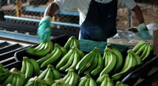 Транспортировка бананов (16 фото)